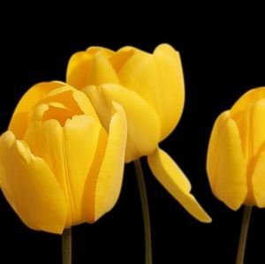 Meet your Posher, Ging